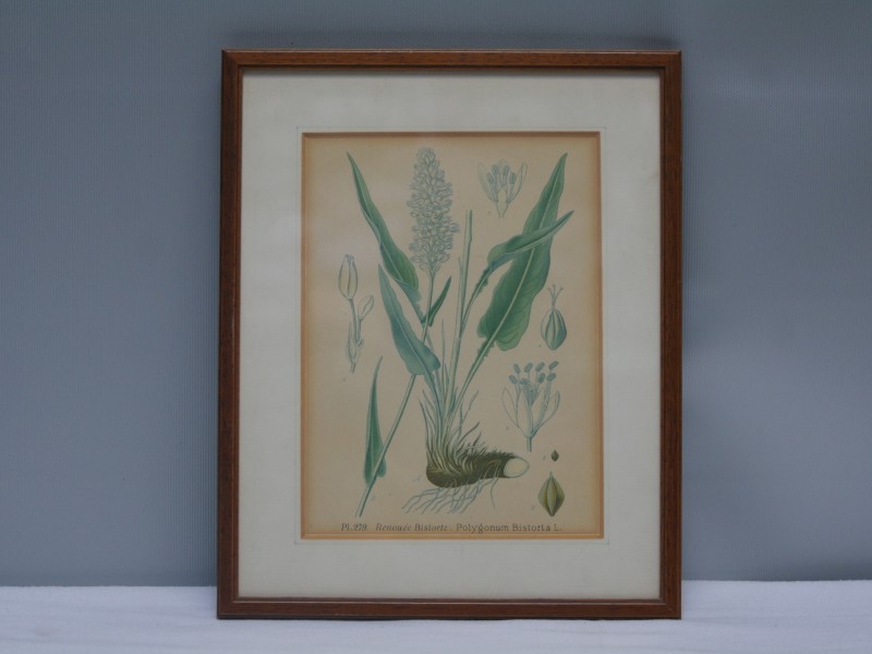 Set van twee antieke botanische litho's- "Amédée Masclef" (Art. 743)