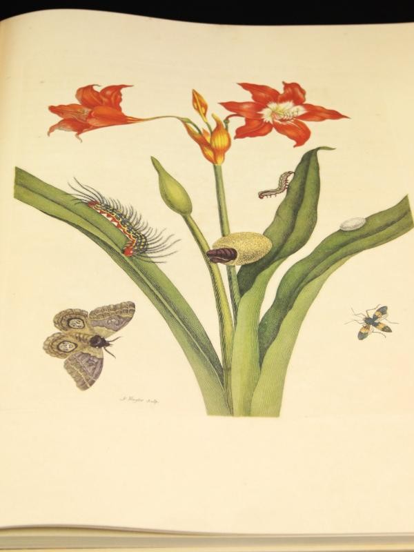 Maria Sibylla Merian. Metamorphosis insectorum Surinamensium