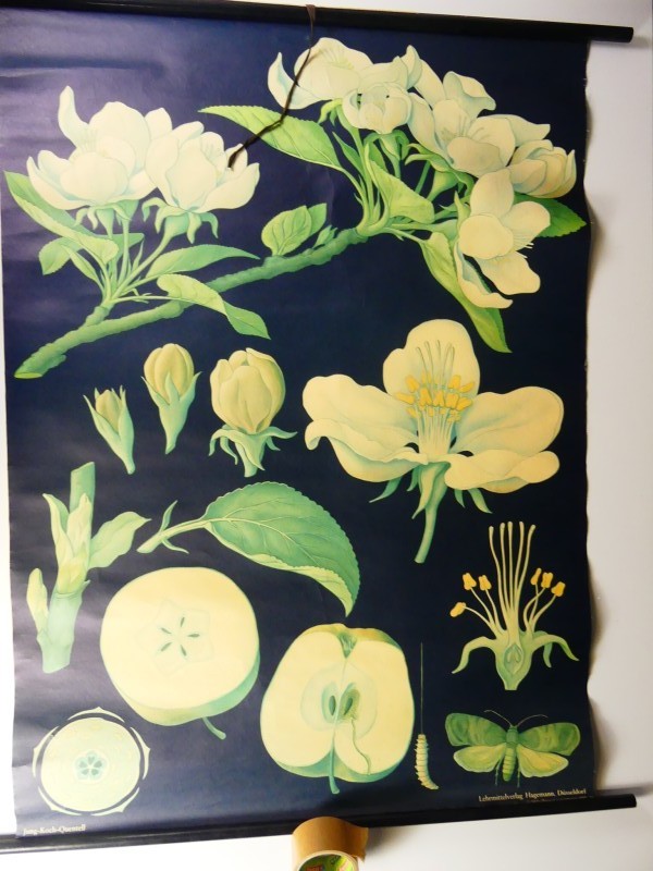 Vintage – Botanica – Schoolkaart – De appelboom – 1975
