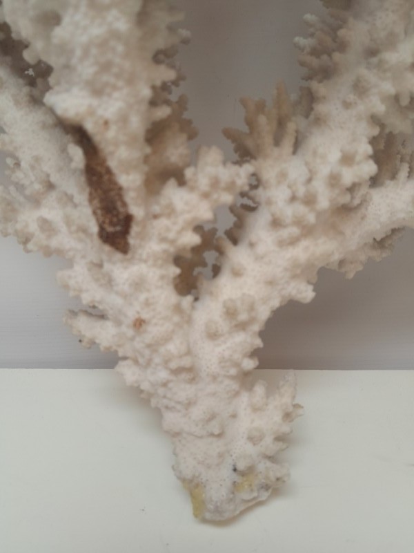 Groot stuk koraal - “Acropora Gravida”