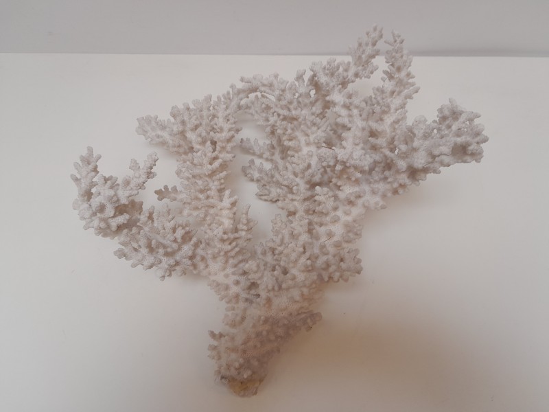 Groot stuk koraal - “Acropora Gravida”