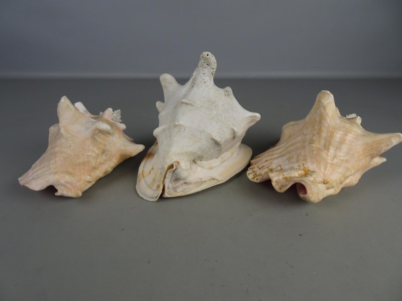 Drie grote Queen Conch schelpen.