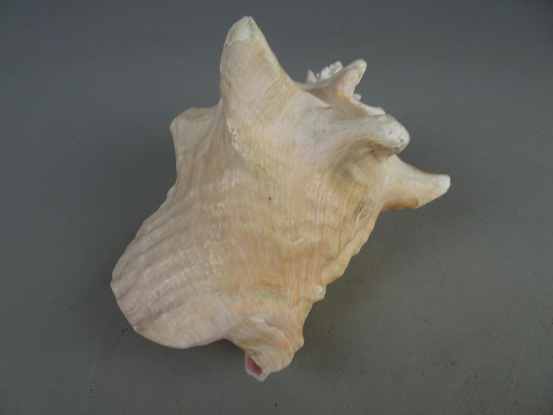 Drie grote Queen Conch schelpen.