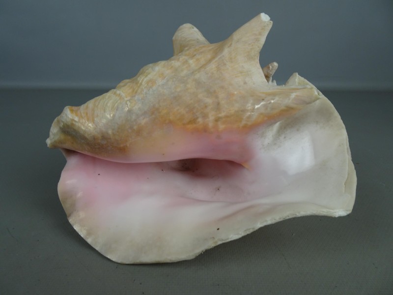 Drie grote Queen Conch schelpen.