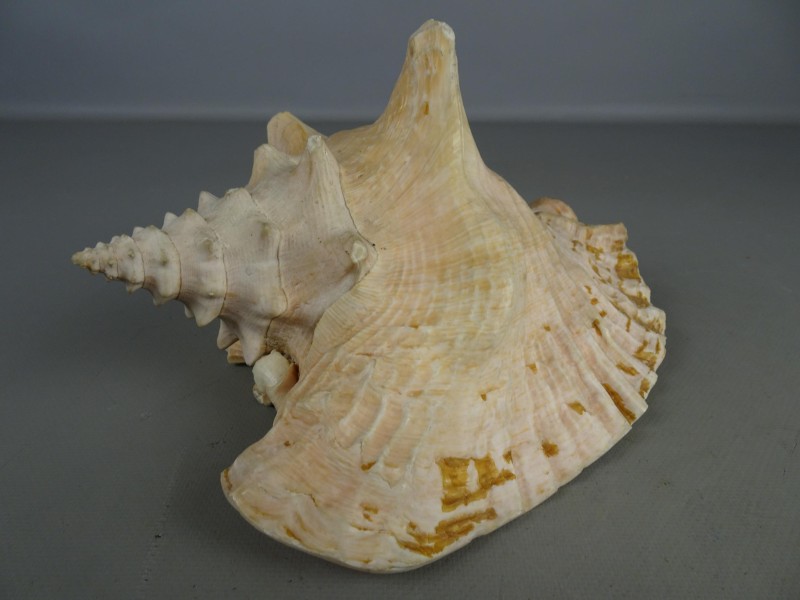 Drie grote Queen Conch schelpen.