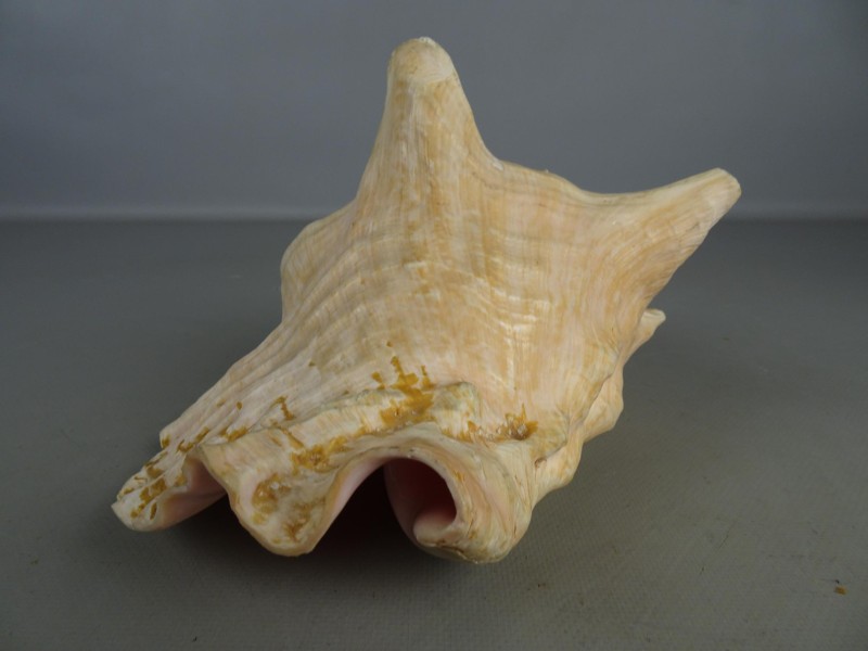 Drie grote Queen Conch schelpen.