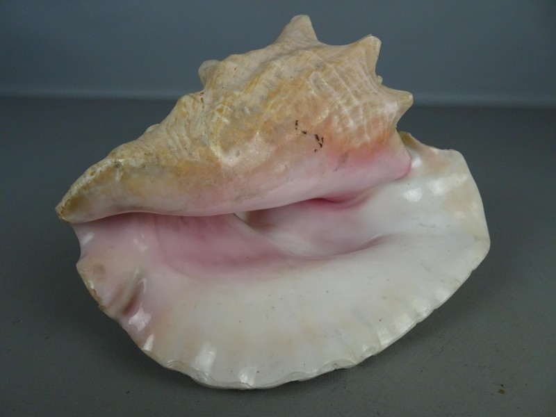 Drie grote Queen Conch schelpen.