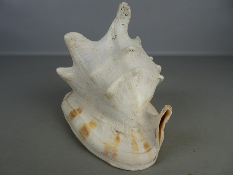 Drie grote Queen Conch schelpen.