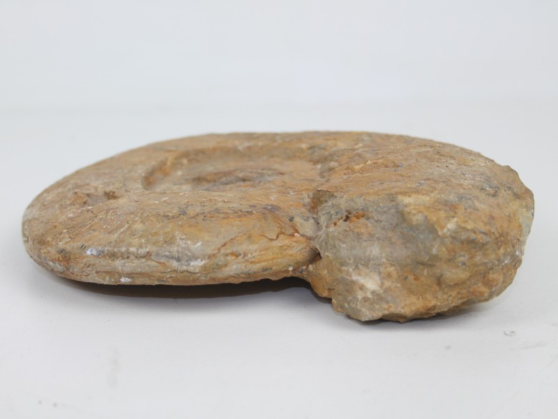 Fossiel Ammoniet 20 cm
