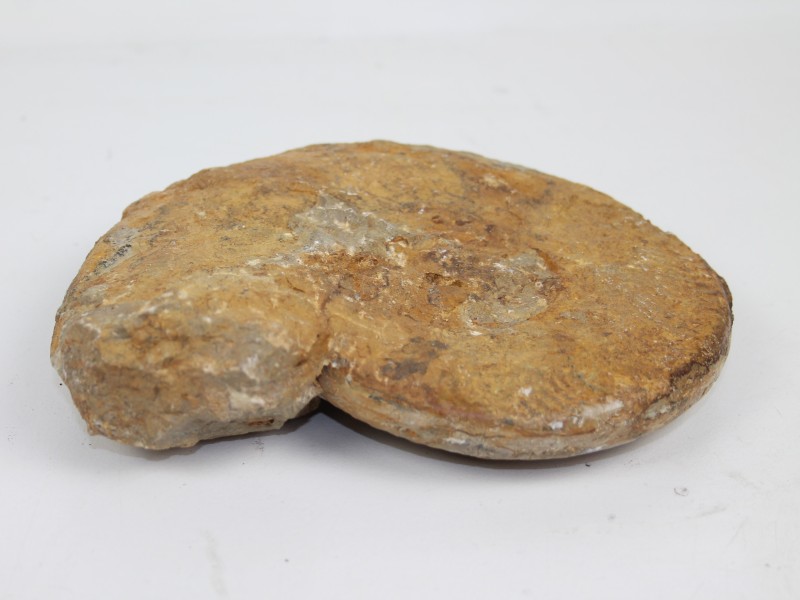 Fossiel Ammoniet 20 cm