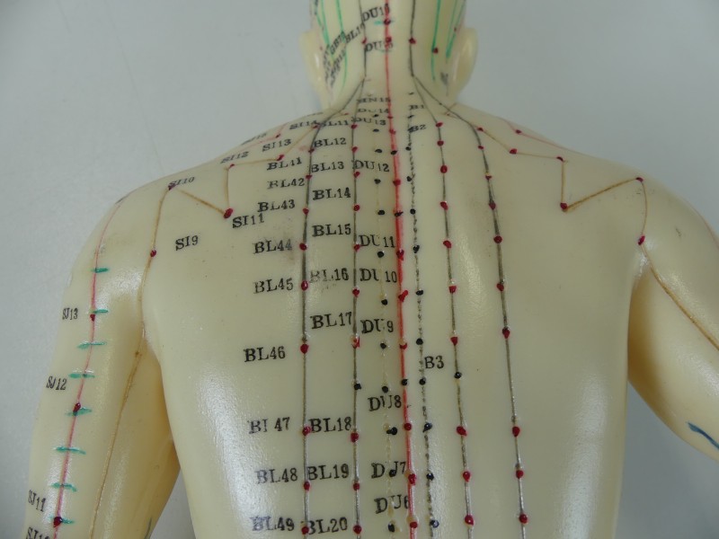 Acupunctuurmodel mannelijk