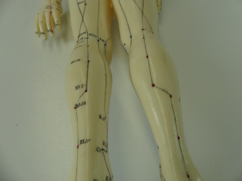 Acupunctuurmodel mannelijk