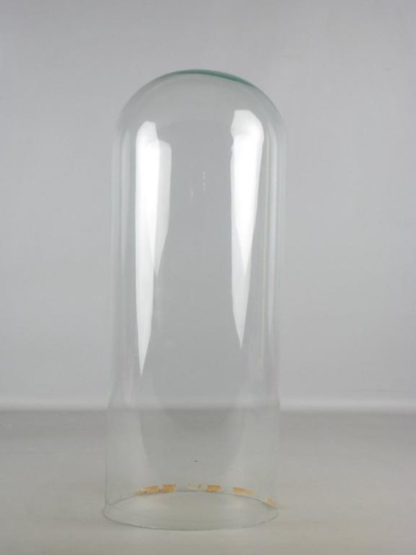 Glazen stolp H 51 cm