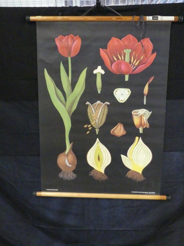 Vintage – Botanica – 2 schoolkaarten – Tulpen en Berk - 1969/1981