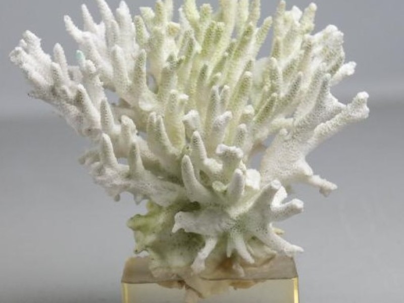 Wtte koraal