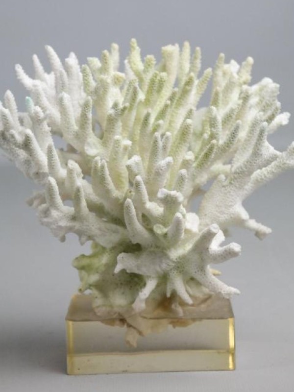 Wtte koraal