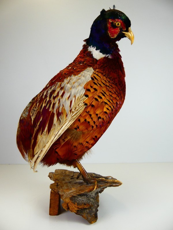 Taxidermie – Opgezette Fazant