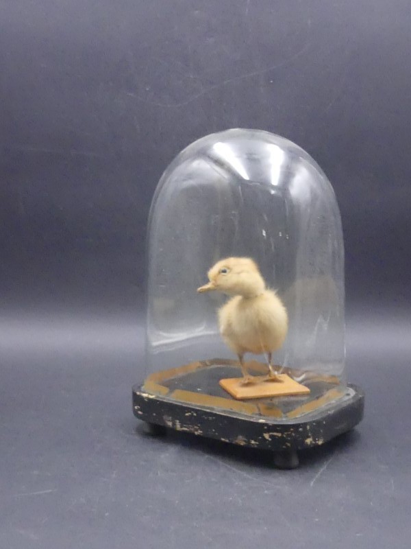 Taxidermie eendje