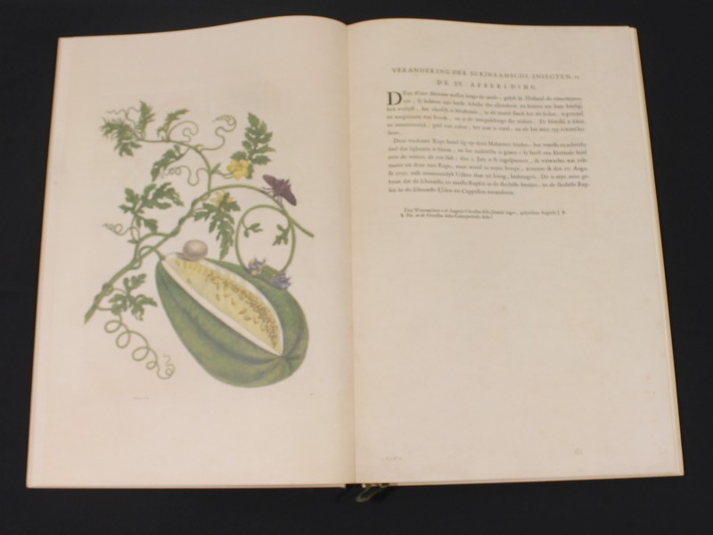 Verandering der Surinaamsche insecten - Maria Sibylla Merian