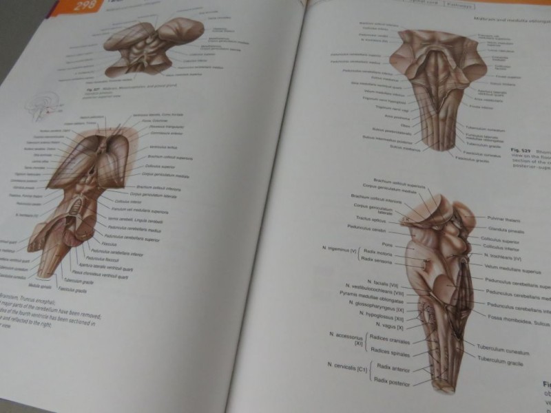 Boek Atlas of Human Anatomy Deel 1 Engels