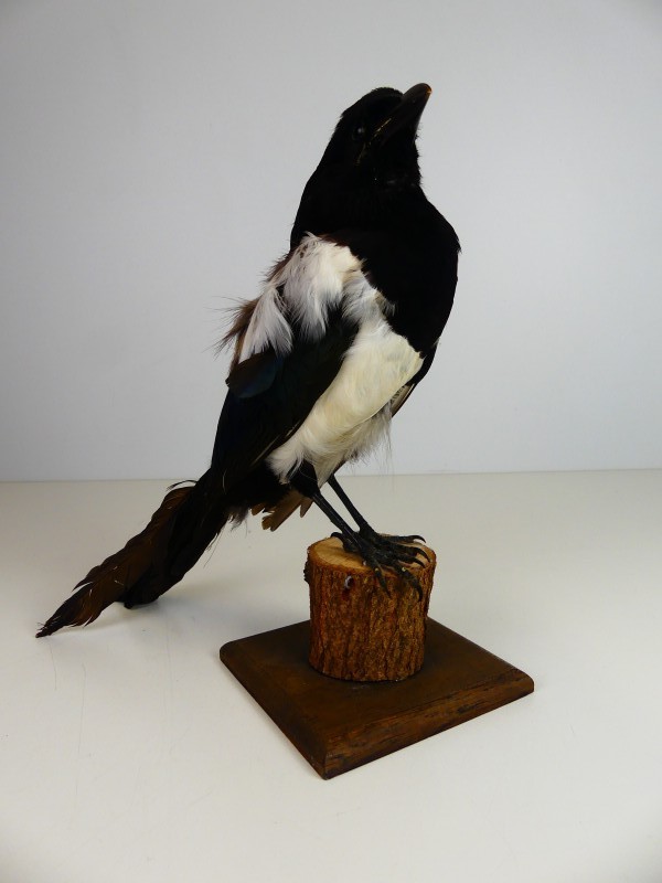 Taxidermie – Opgezette Ekster