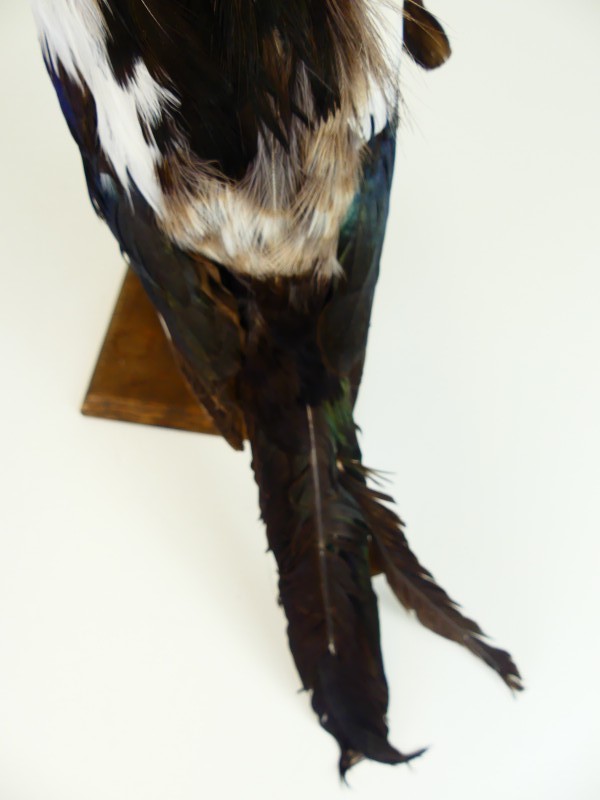 Taxidermie – Opgezette Ekster