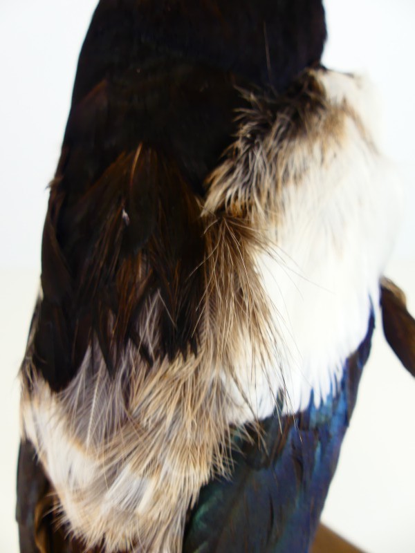 Taxidermie – Opgezette Ekster