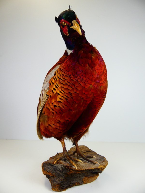 Taxidermie – Opgezette Fazant