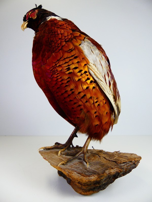 Taxidermie – Opgezette Fazant