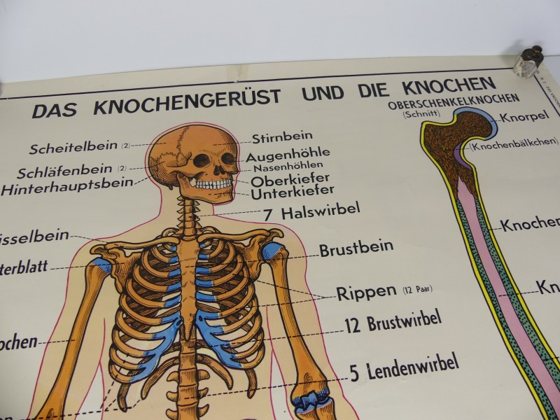 Schoolplaten menselijk lichaam