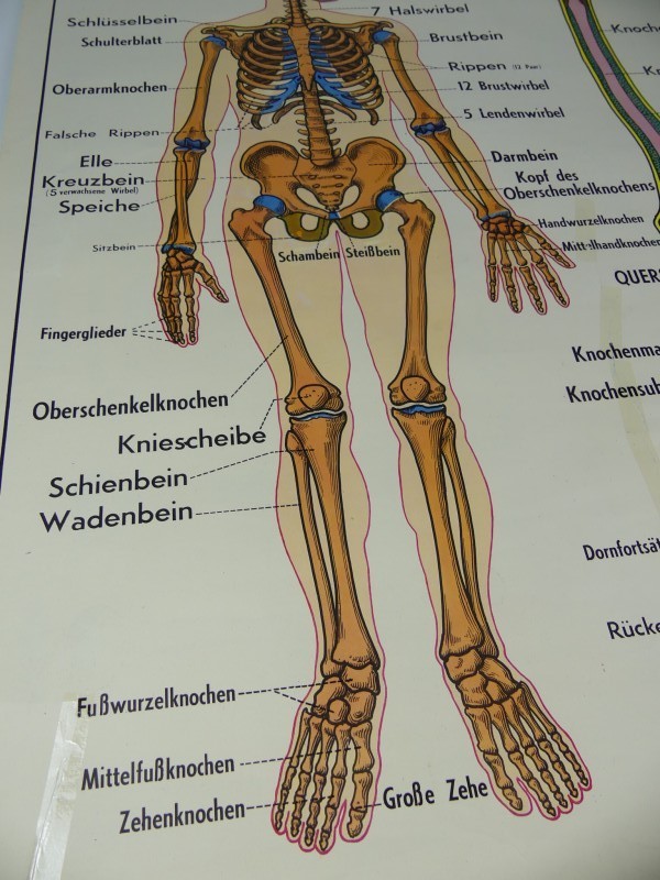 Schoolplaten menselijk lichaam