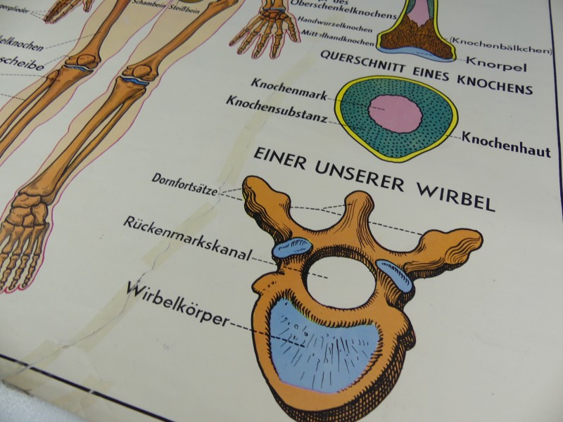 Schoolplaten menselijk lichaam