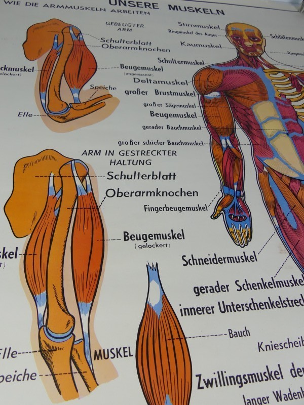 Schoolplaten menselijk lichaam