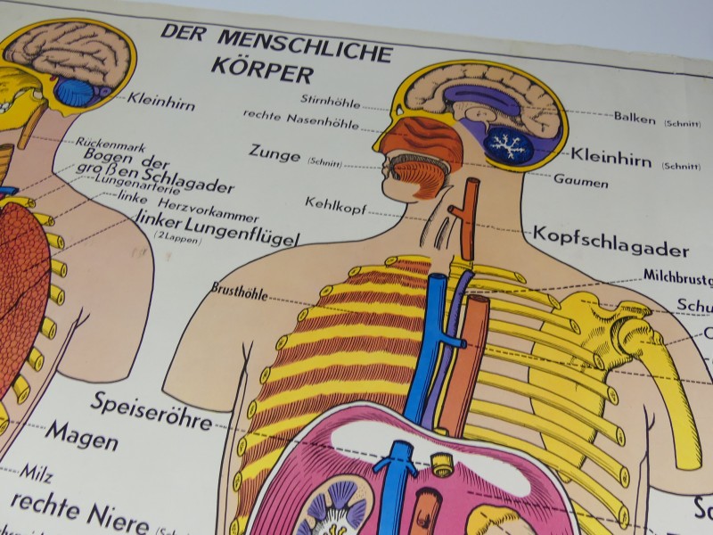 Schoolplaten menselijk lichaam