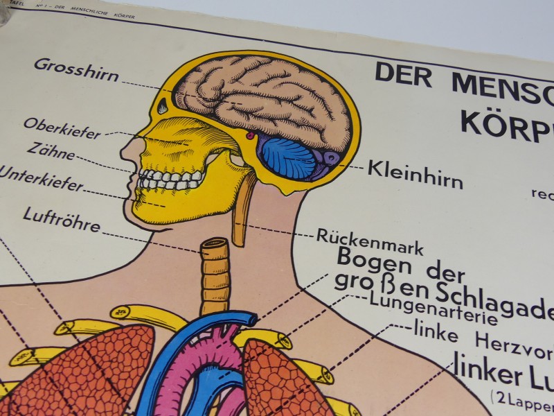 Schoolplaten menselijk lichaam