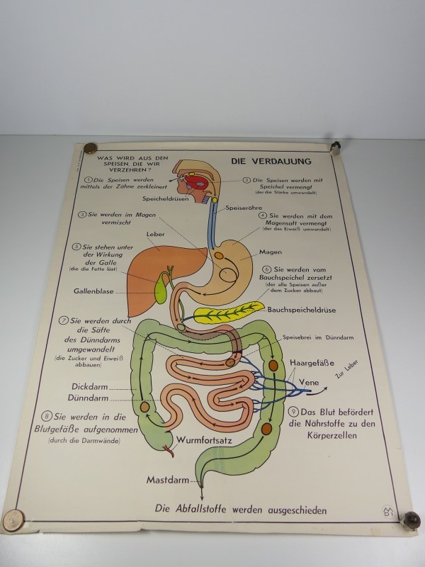 Schoolplaten menselijk lichaam