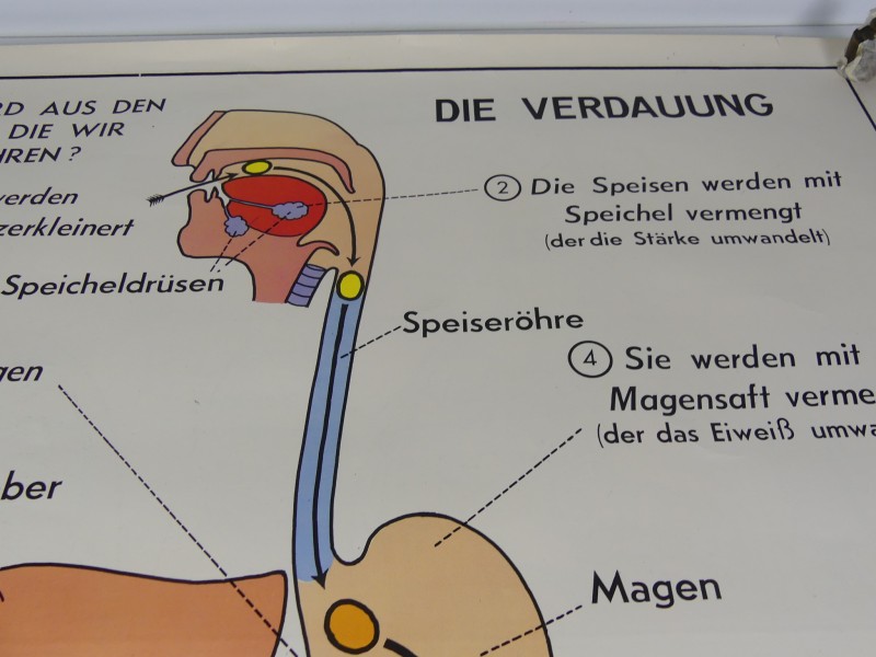 Schoolplaten menselijk lichaam