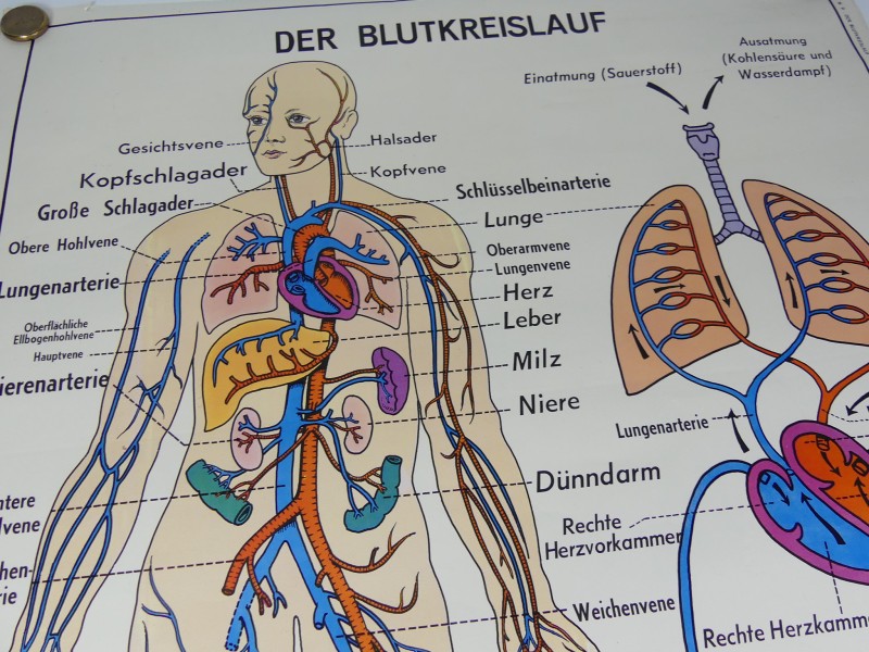 Schoolplaten menselijk lichaam