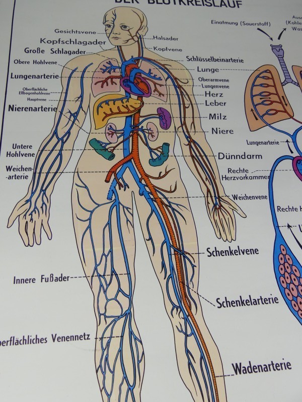 Schoolplaten menselijk lichaam