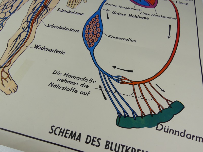 Schoolplaten menselijk lichaam